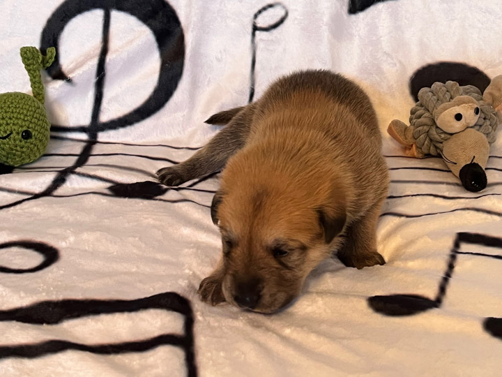 chinook puppy